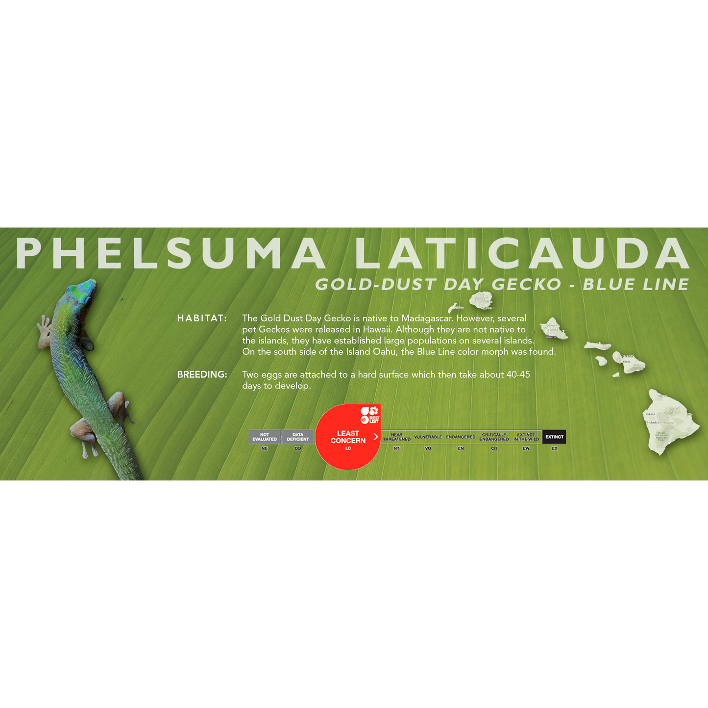 Gold-Dust Day Gecko (Phelsuma laticauda) Classic Vivarium Label