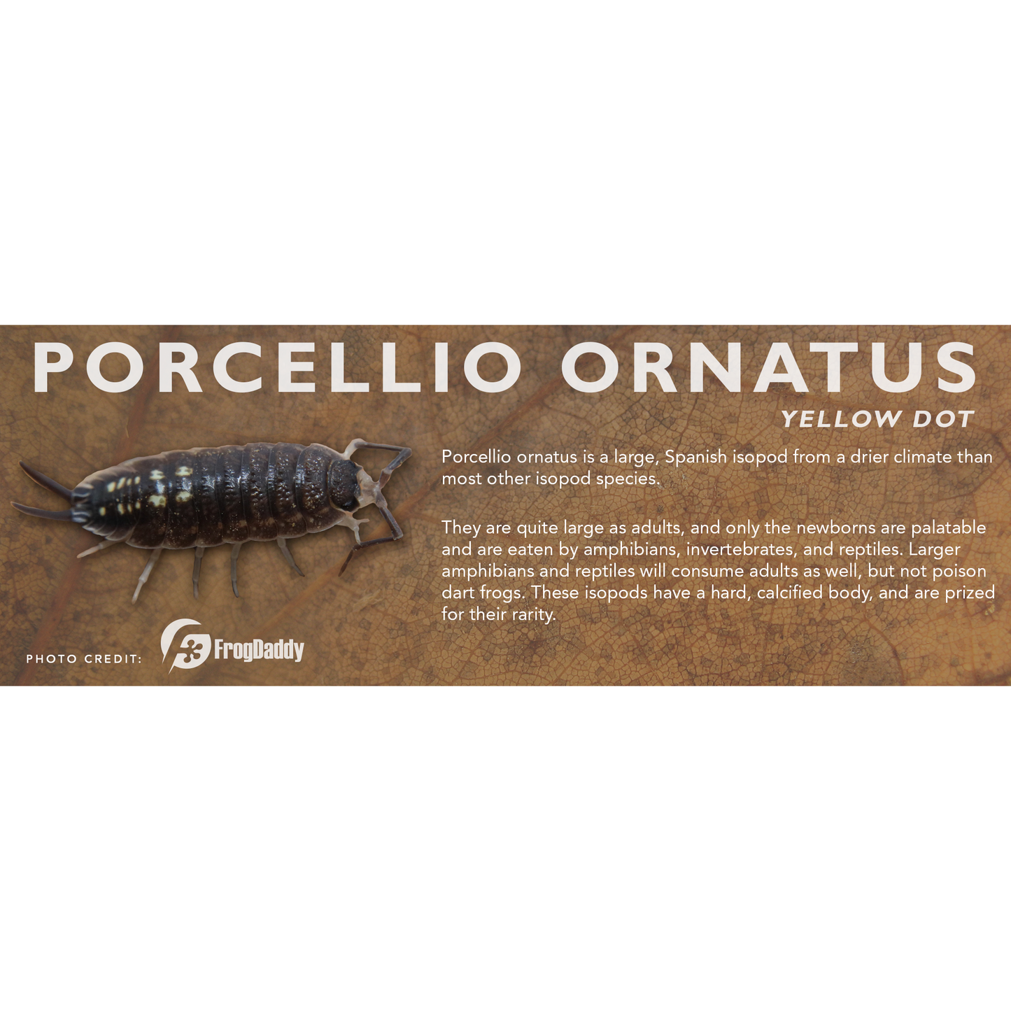 Porcellio ornatus - Isopod Label