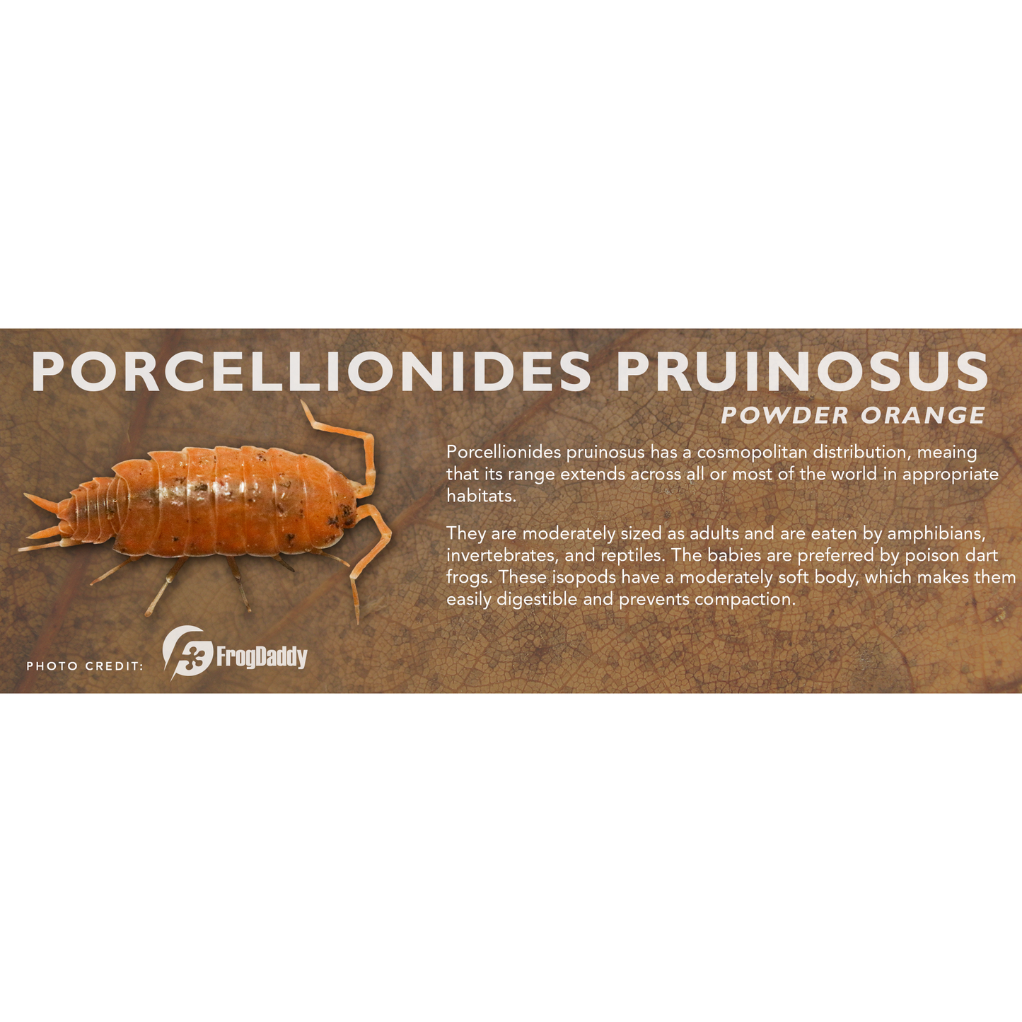 Porcellionides pruinosus - Isopod Label