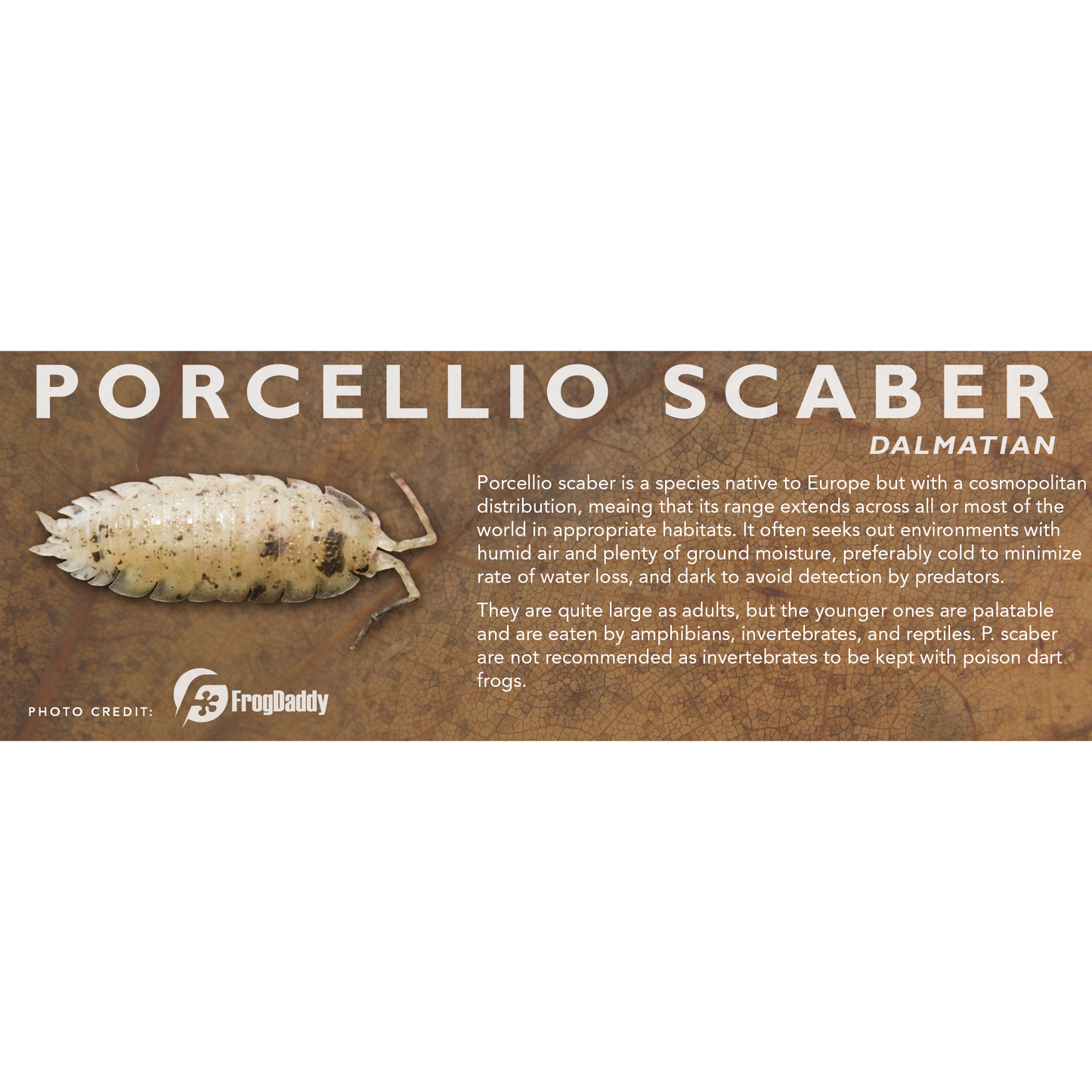Porcellio scaber - Isopod Label