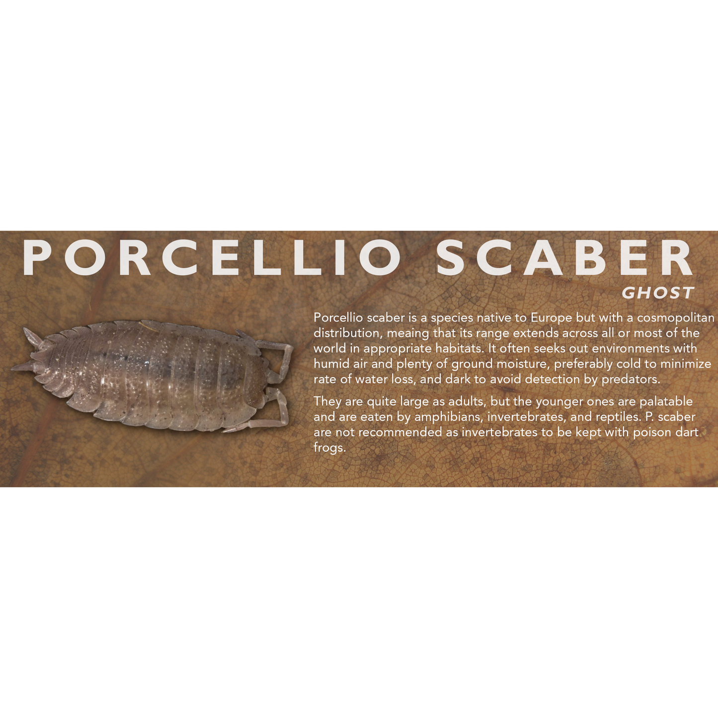 Porcellio scaber - Isopod Label