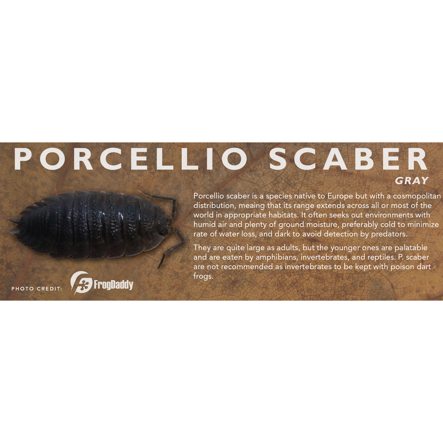 Porcellio scaber - Isopod Label