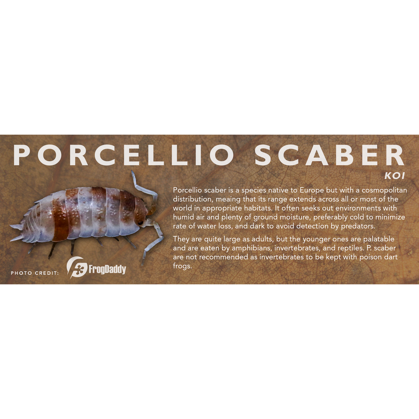 Porcellio scaber - Isopod Label
