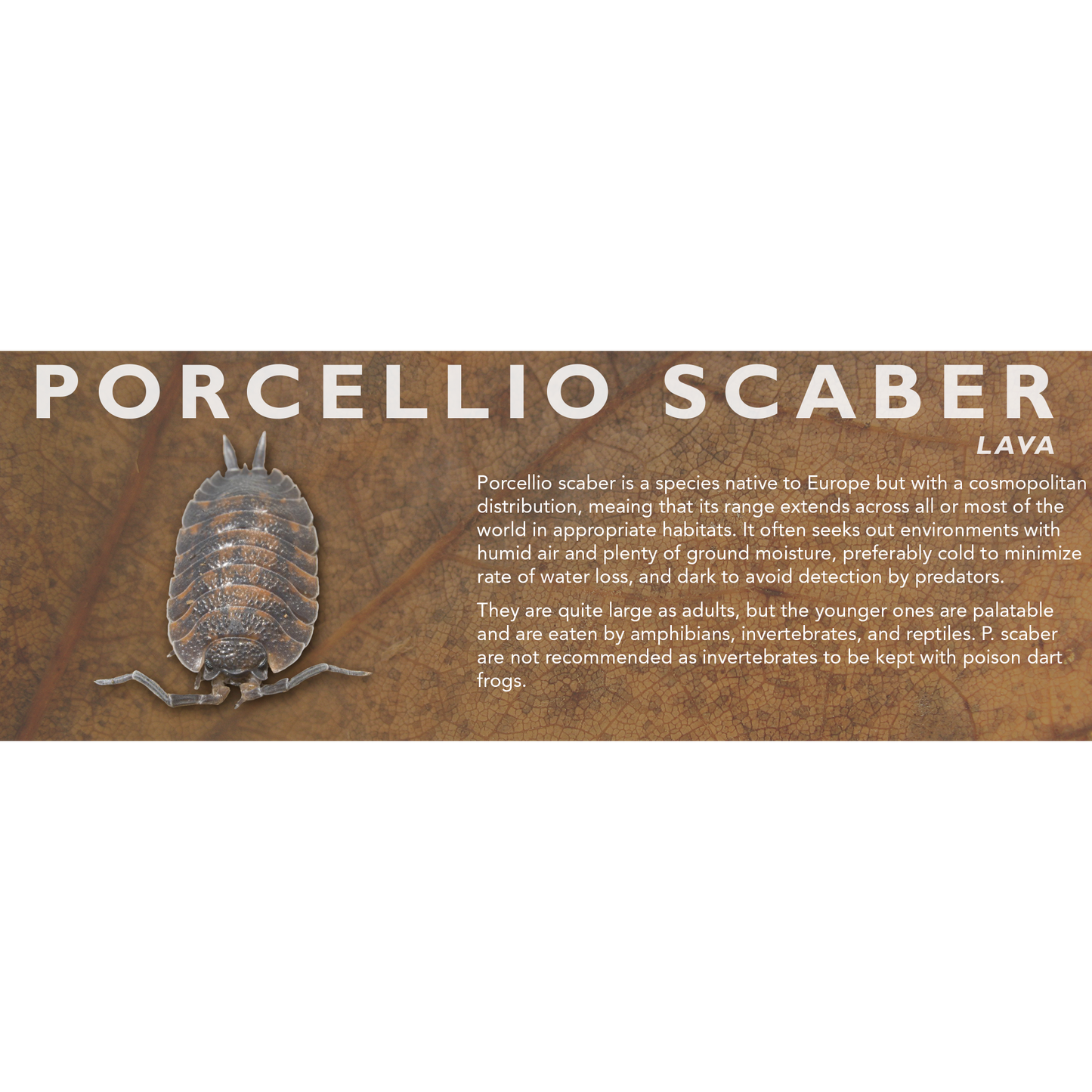 Porcellio scaber - Isopod Label