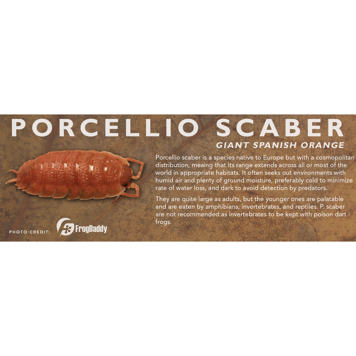Porcellio scaber - Isopod Label