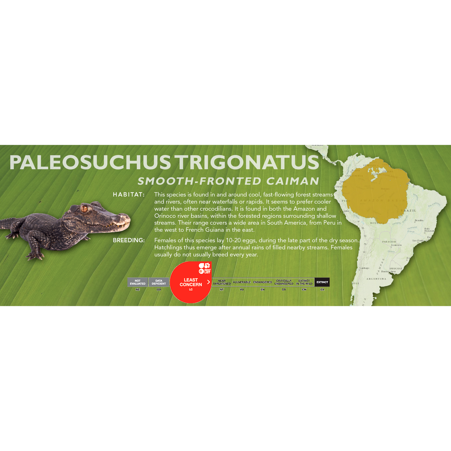 Smooth-Fronted Caiman (Paleosuchus trigonatus) - Classic Vivarium Label