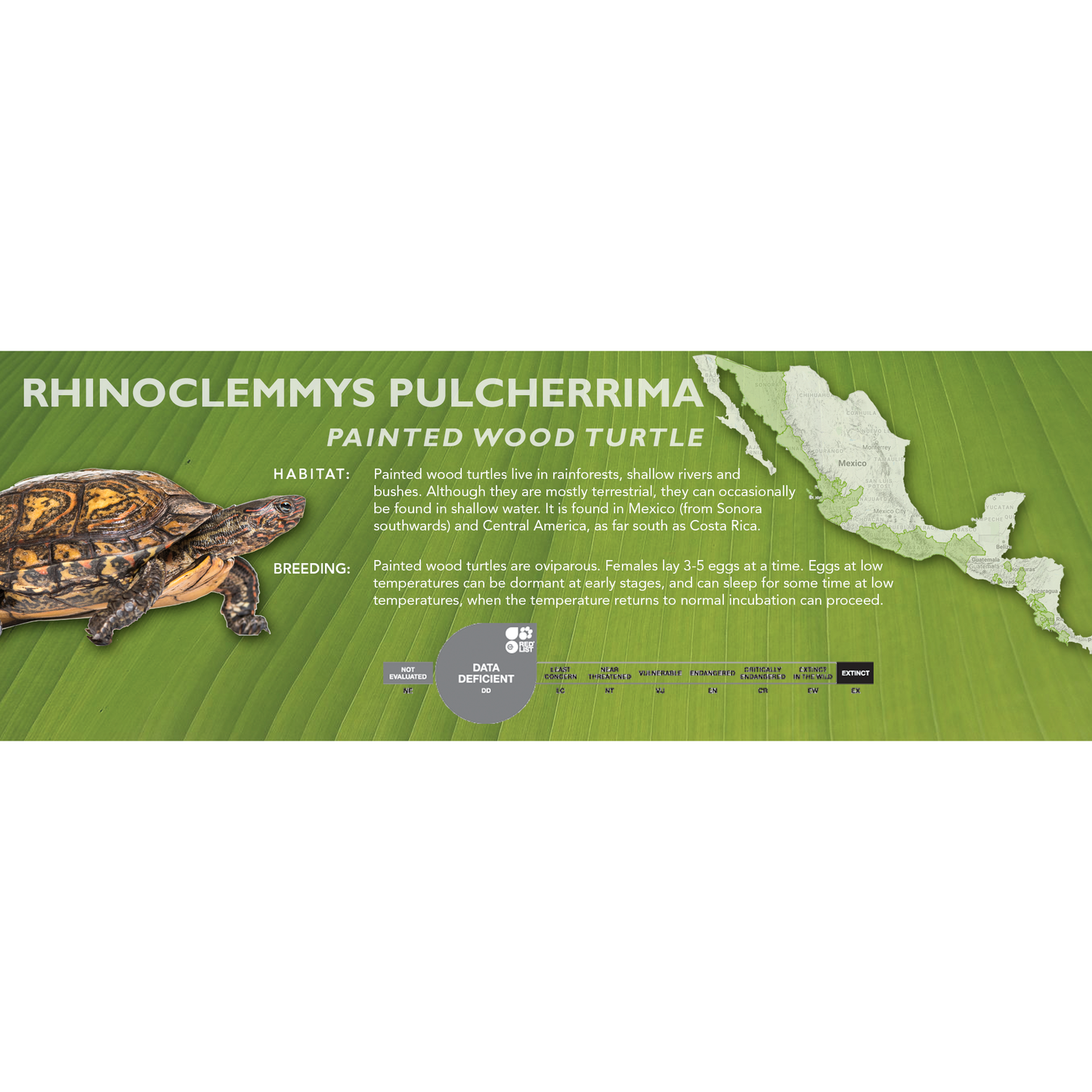 Painted Wood Turtle (Rhinoclemmys pulcherrima) - Classic Vivarium Label