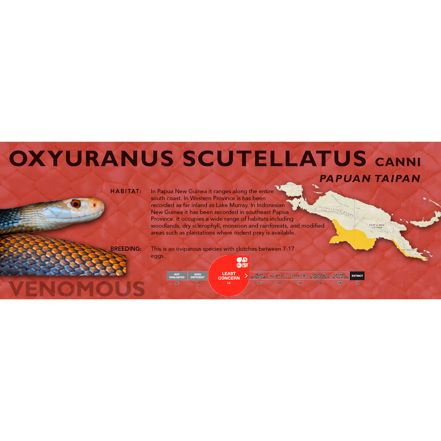Papuan Taipan (Oxyuranus scutellatus canni) Classic Vivarium Label