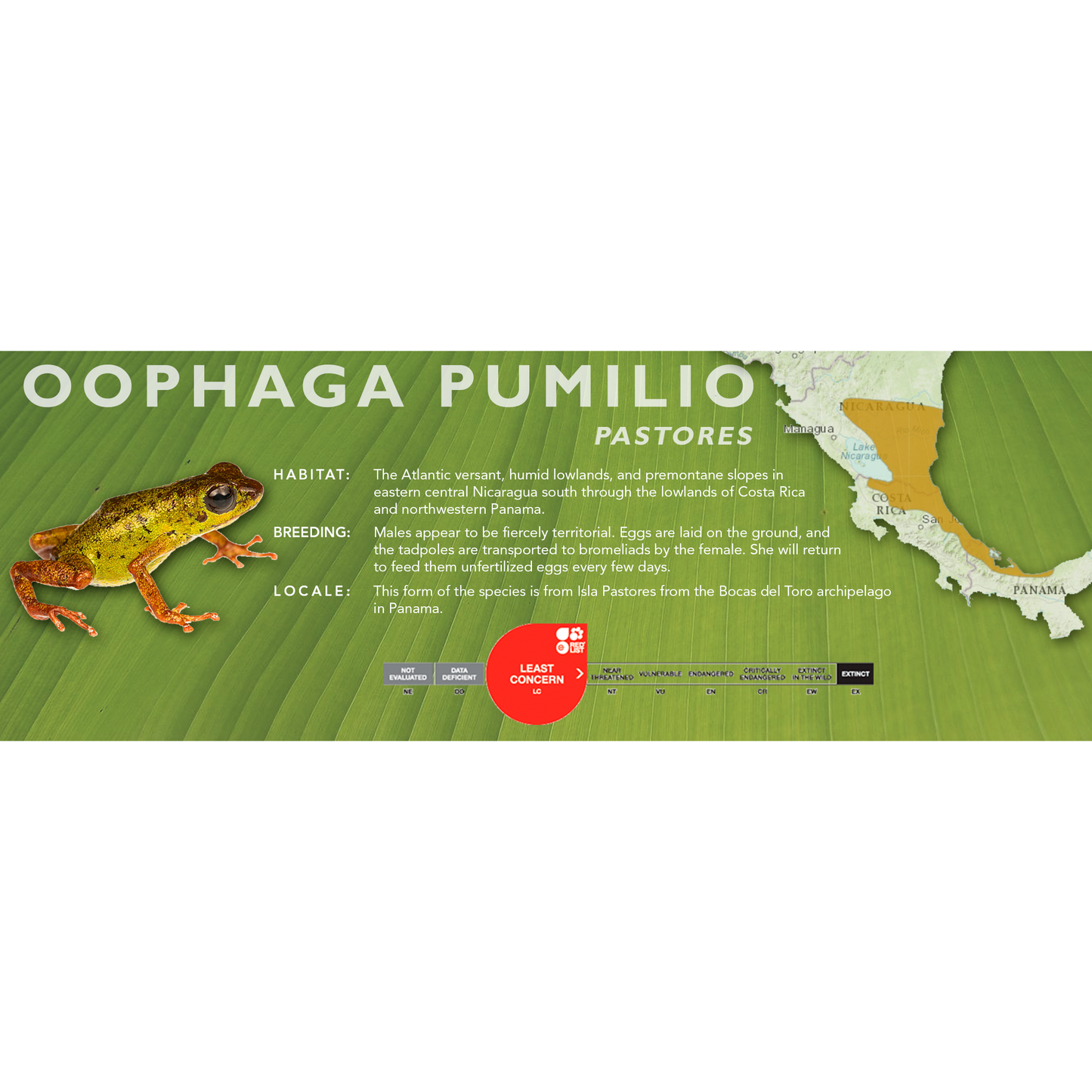 Oophaga pumilio - Classic Vivarium Label