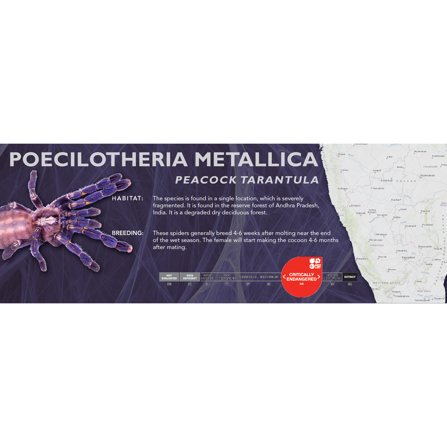 Peacock Tarantula (Poecilotheria metallica) - Classic Vivarium Label