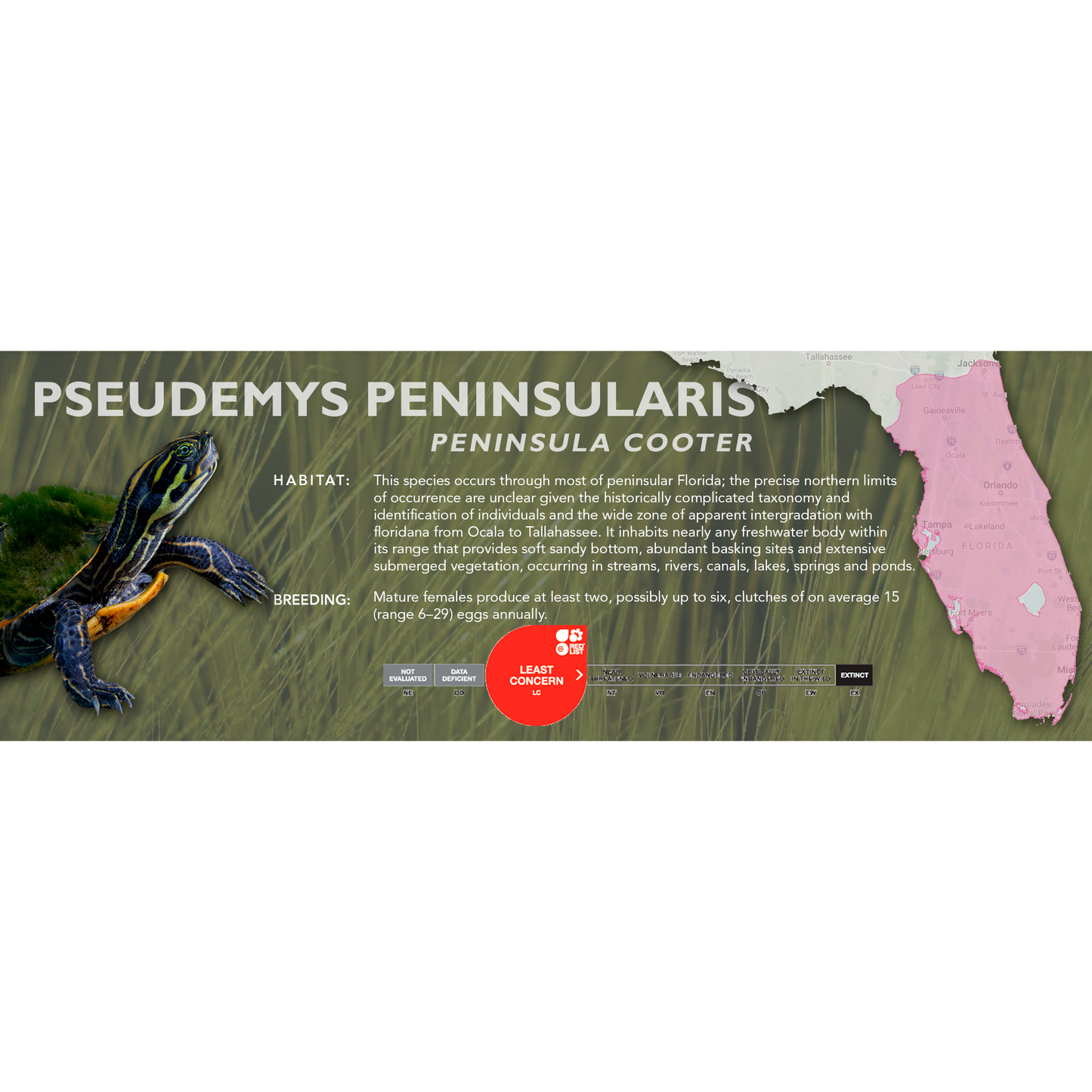 Peninsula Cooter (Pseudemys peninsularis) - Classic Vivarium Label