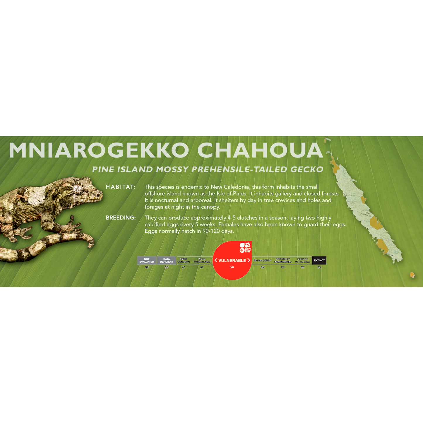 Mossy Prehensile-Tailed Gecko (Mniarogekko chahoua) Classic Vivarium Label