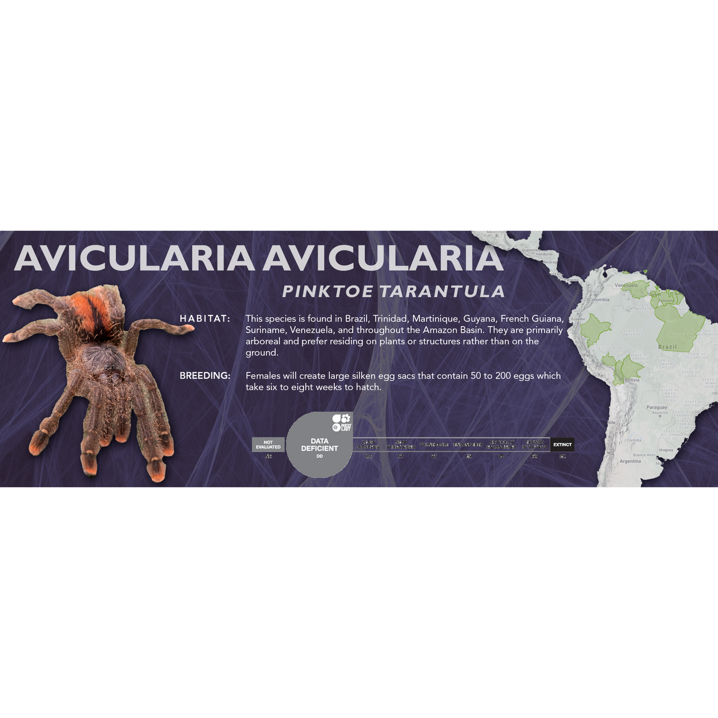 Pinktoe Tarantula (Avicularia avicularia) - Classic Vivarium Label