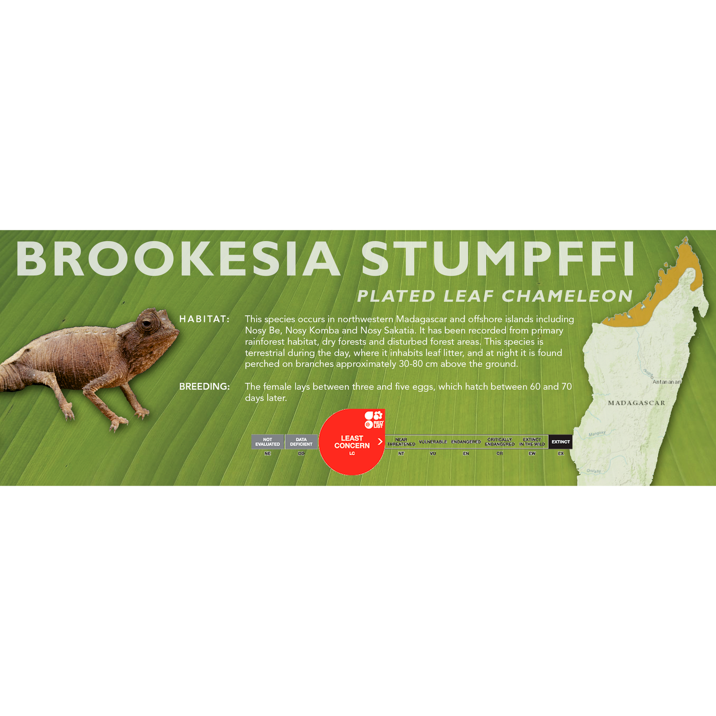 Plated Leaf Chameleon (Brookesia stumpffi) Classic Vivarium Label