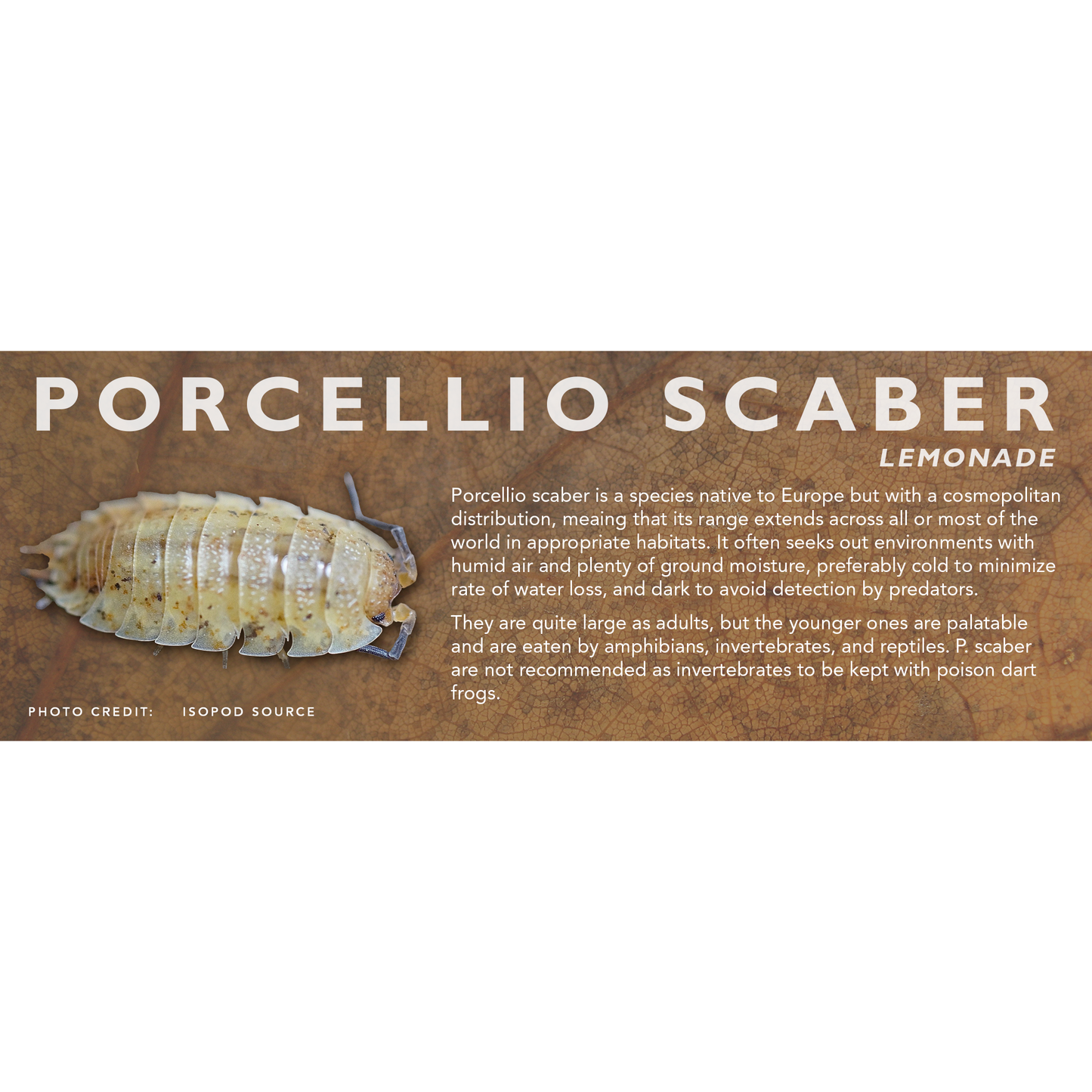 Porcellio scaber - Isopod Label