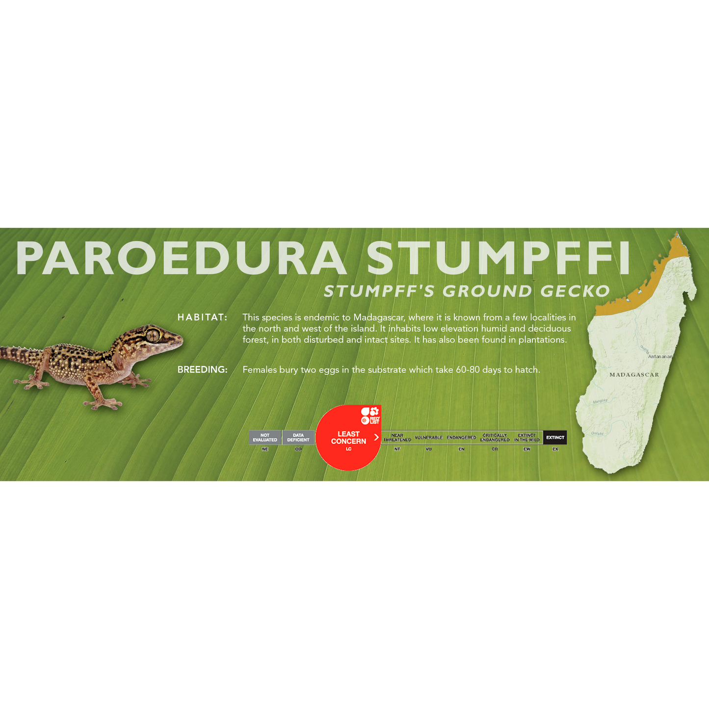 Stumpff's Ground Gecko (Paroedura stumpffi) Classic Vivarium Label