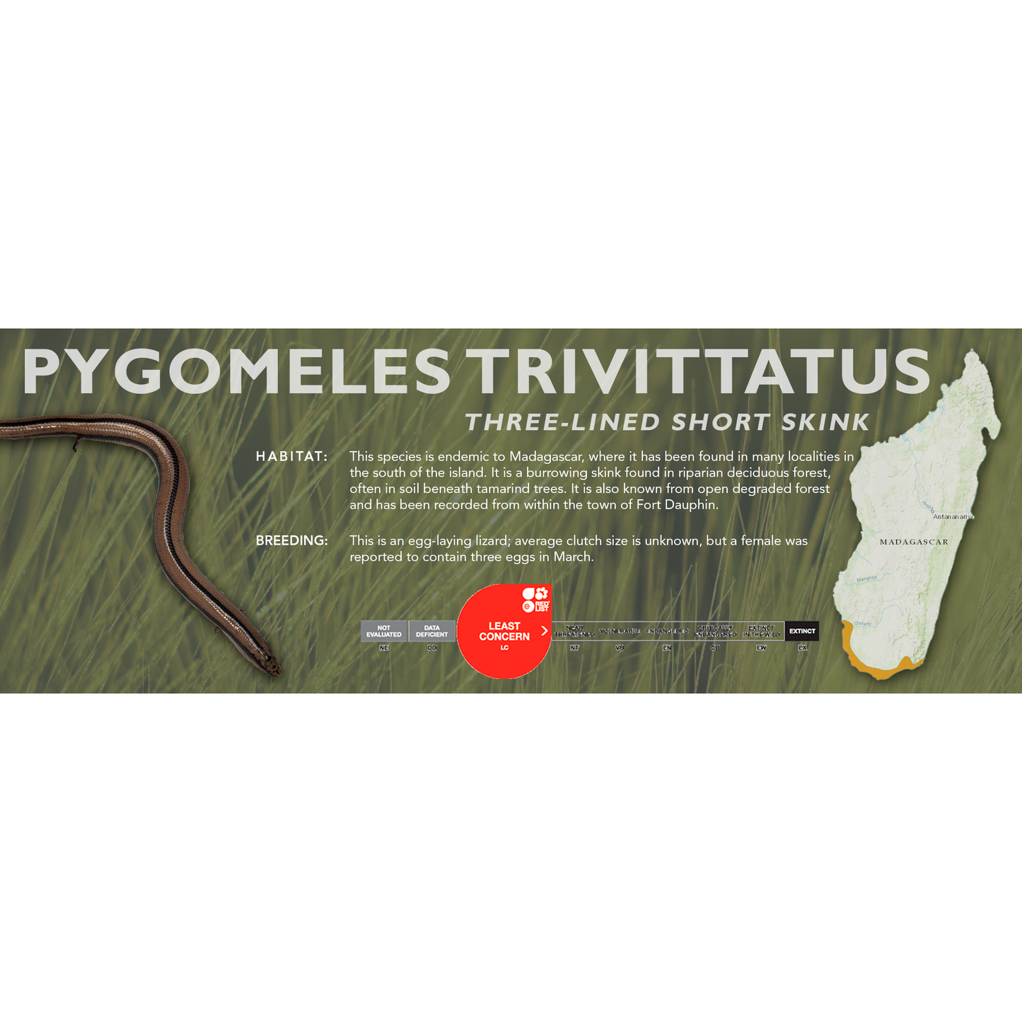 Three-lined Short Skink (Pygomeles trivittatus) Classic Vivarium Label