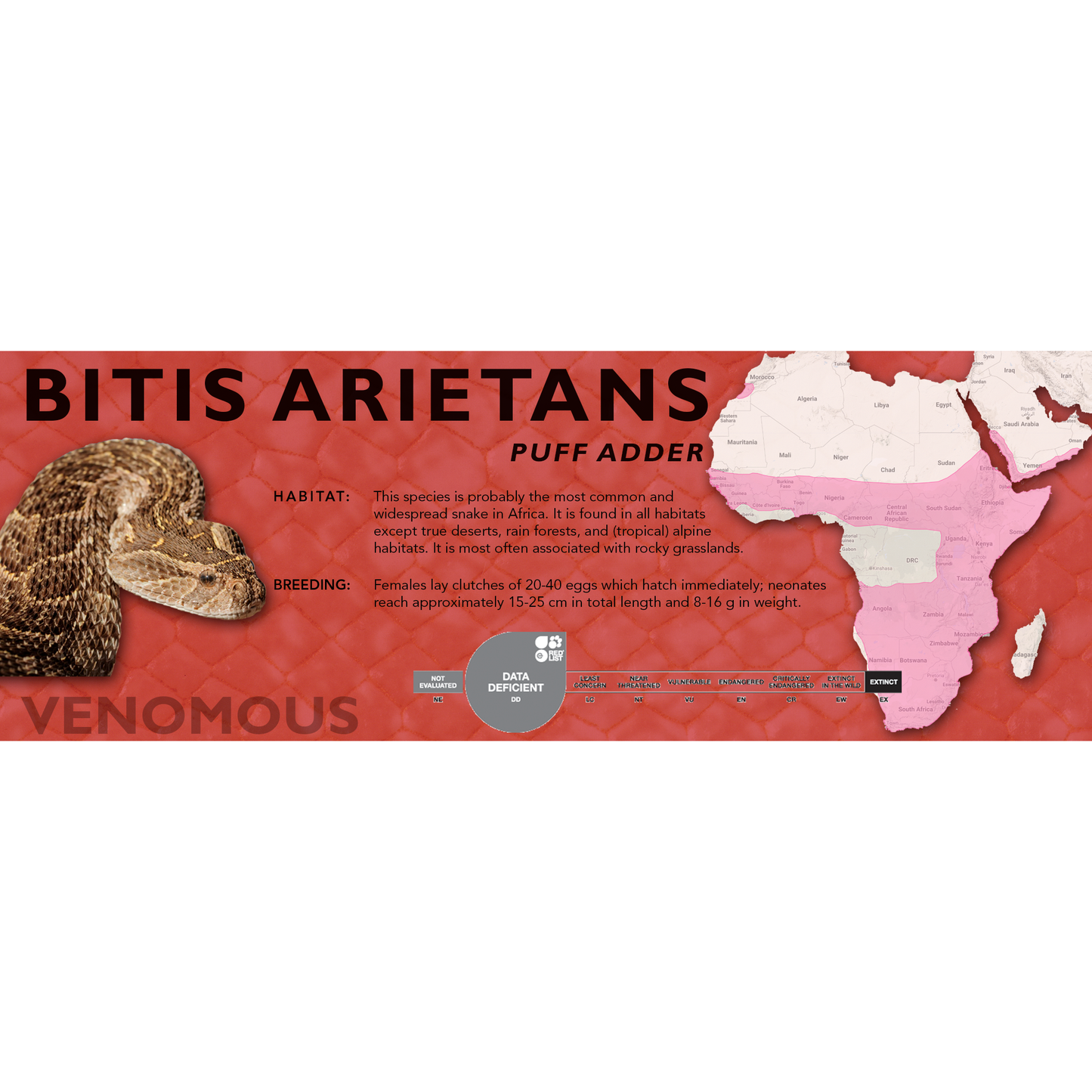 Puff Adder (Bitis arietans) Classic Vivarium Label