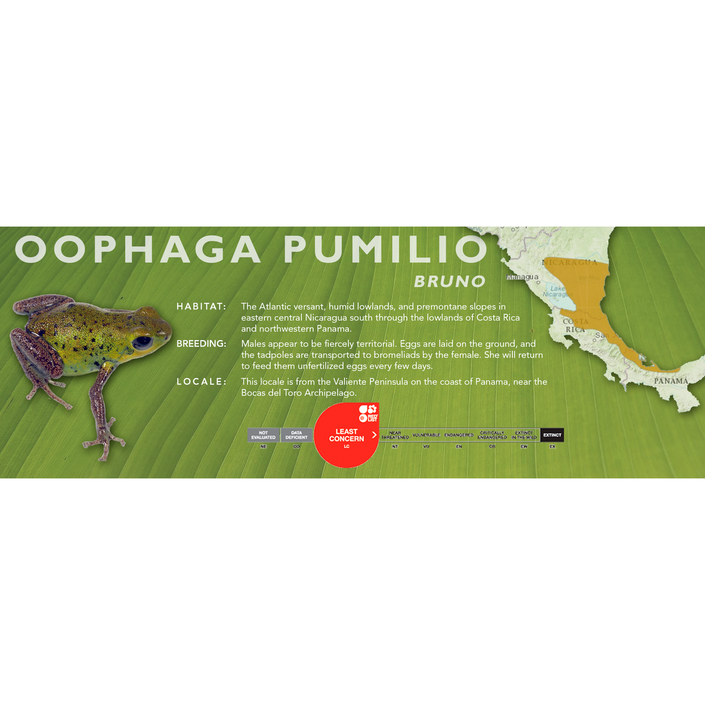 Oophaga pumilio - Classic Vivarium Label