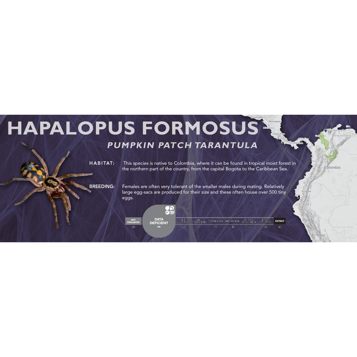 Pumpkin Patch Tarantula (Hapalopus formosus) - Classic Vivarium Label