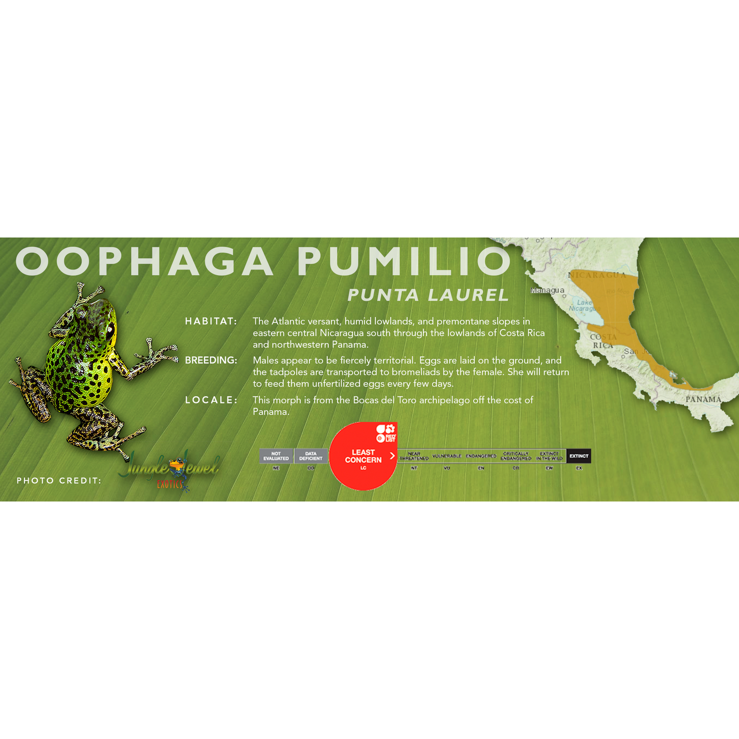 Oophaga pumilio - Classic Vivarium Label