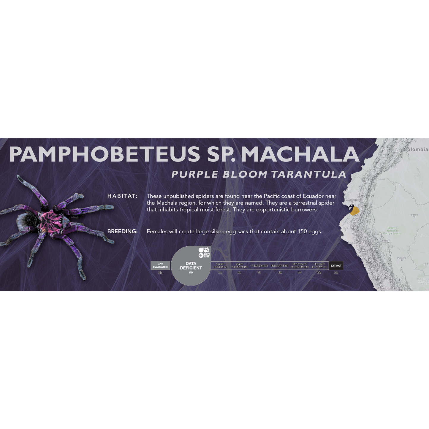 Purple Bloom Tarantula (Pamphobeteus sp. machala) - Classic Vivarium Label