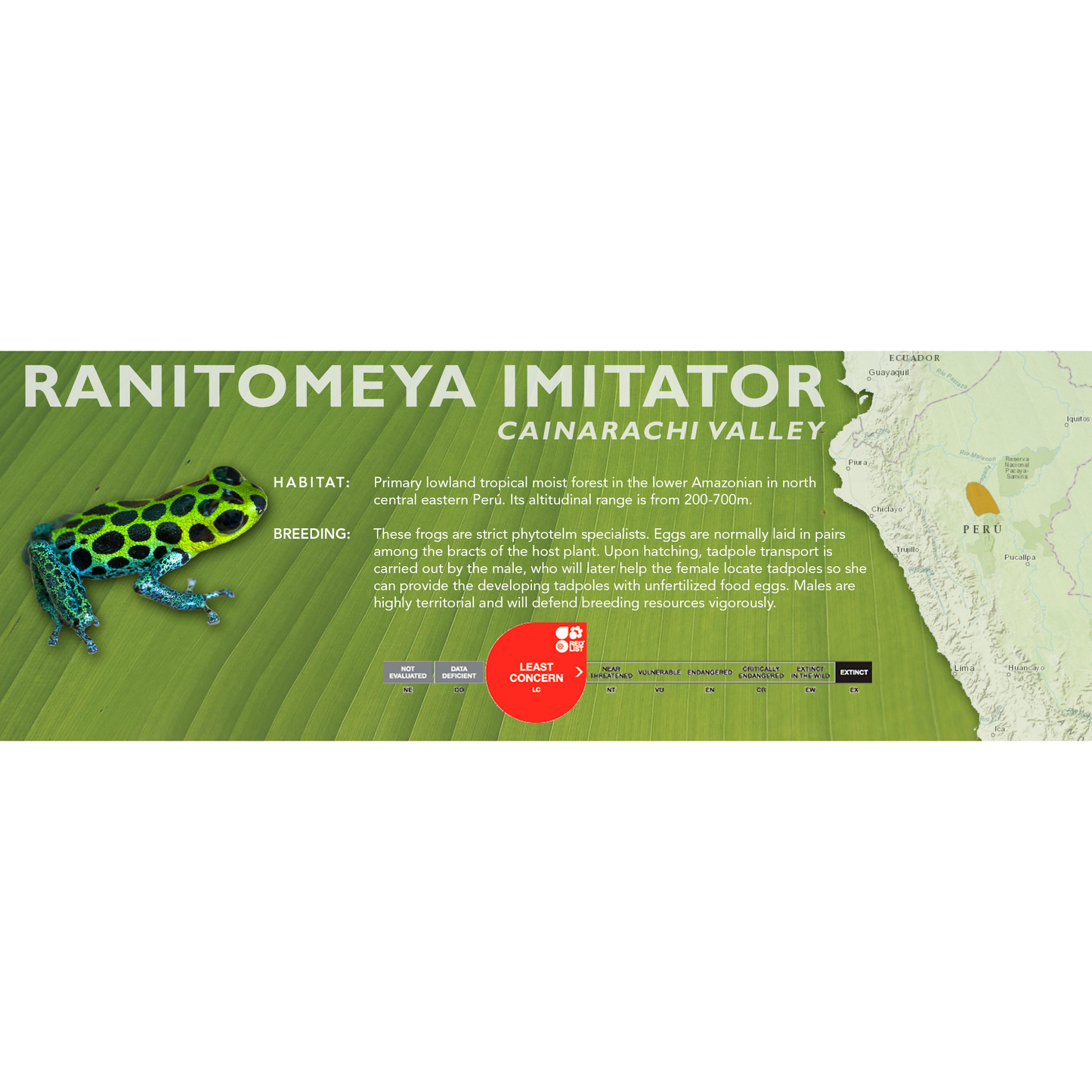 Ranitomeya imitator - Classic Vivarium Label