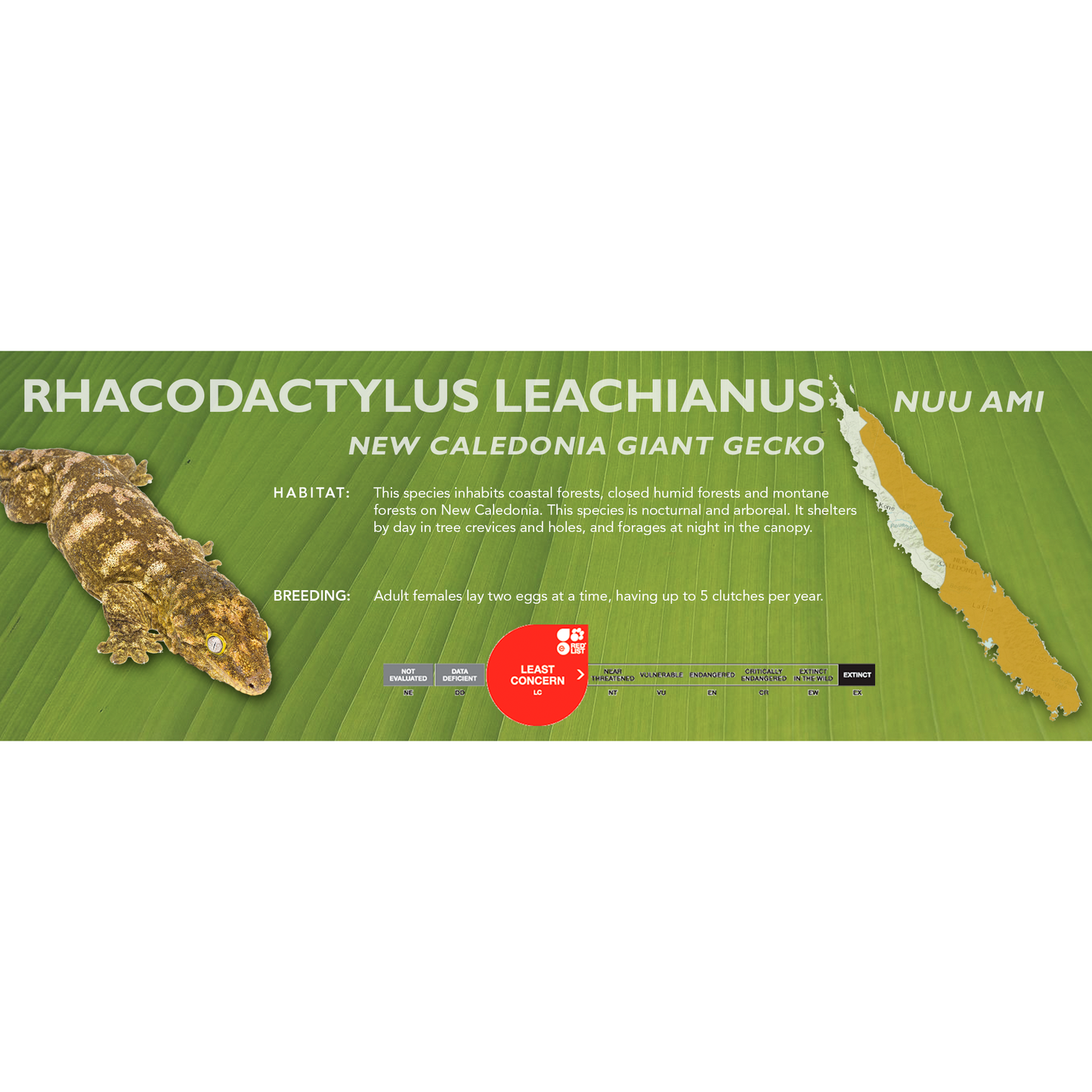 New Caledonia Giant Gecko (Rhacodactylus leachianus) Classic Vivarium Label