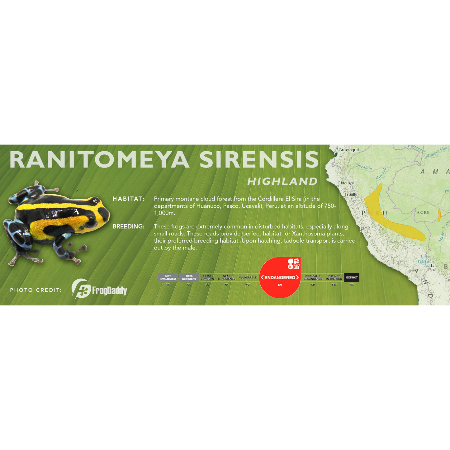 Ranitomeya sirensis - Classic Vivarium Label