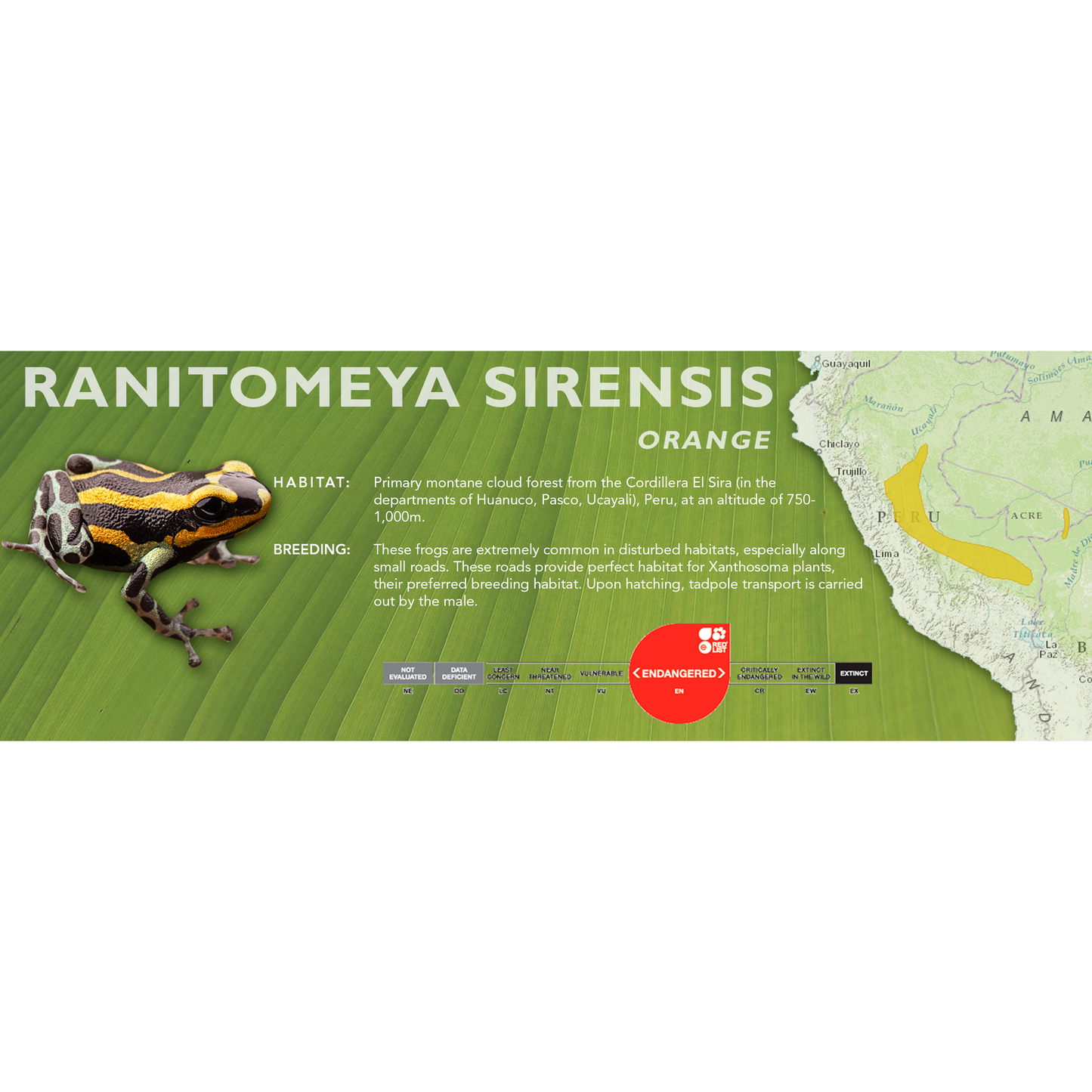Ranitomeya sirensis - Classic Vivarium Label