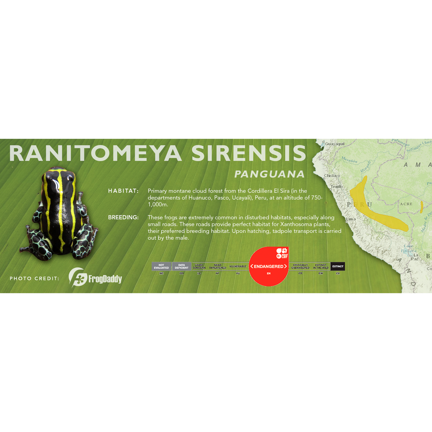 Ranitomeya sirensis - Classic Vivarium Label