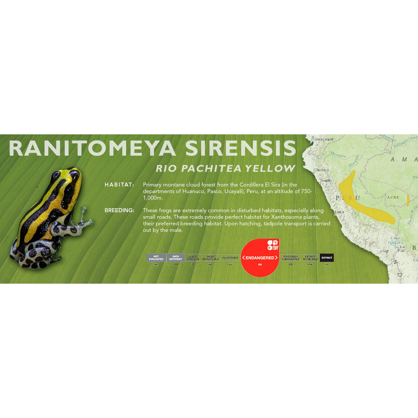 Ranitomeya sirensis - Classic Vivarium Label