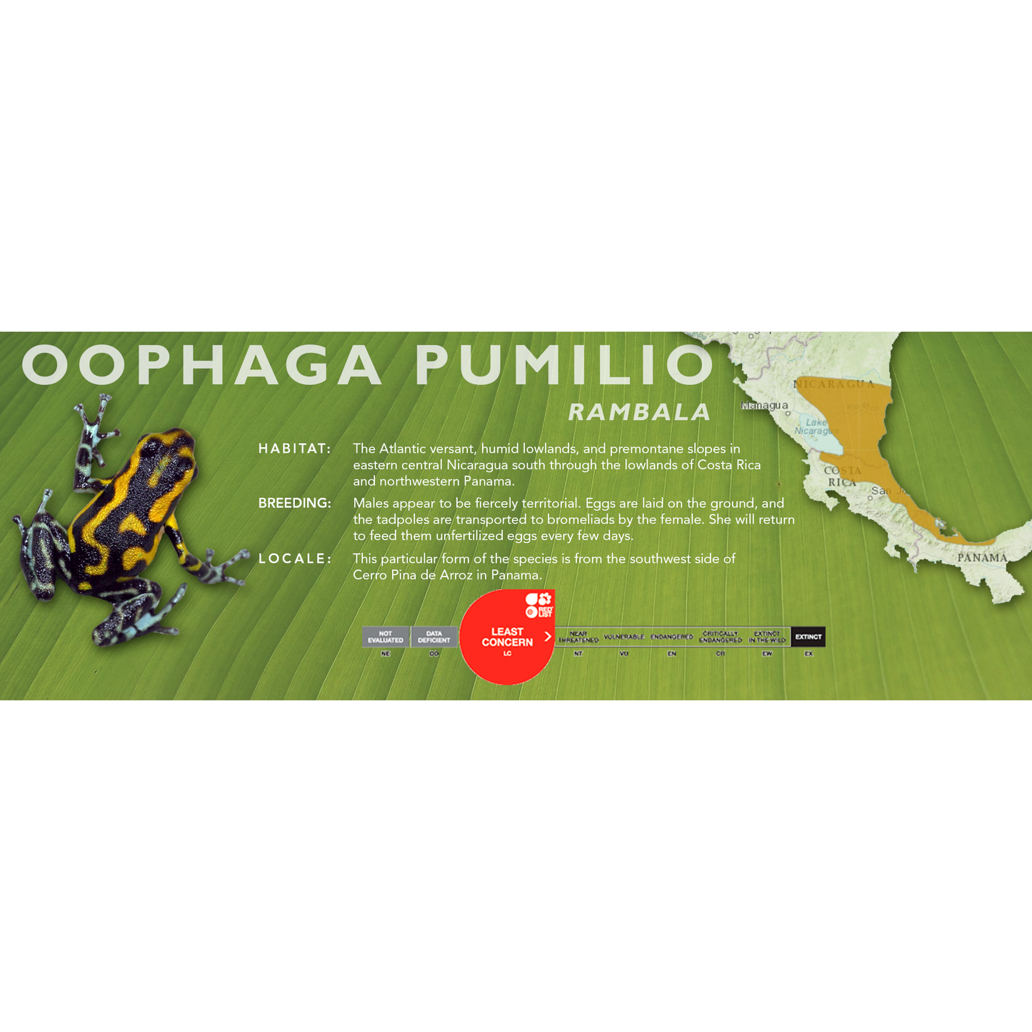Oophaga pumilio - Classic Vivarium Label