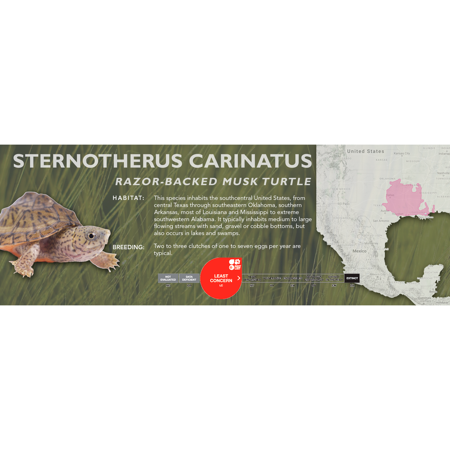 Razor-Backed Musk Turtle (Sternotherus carinatus) - Classic Vivarium Label
