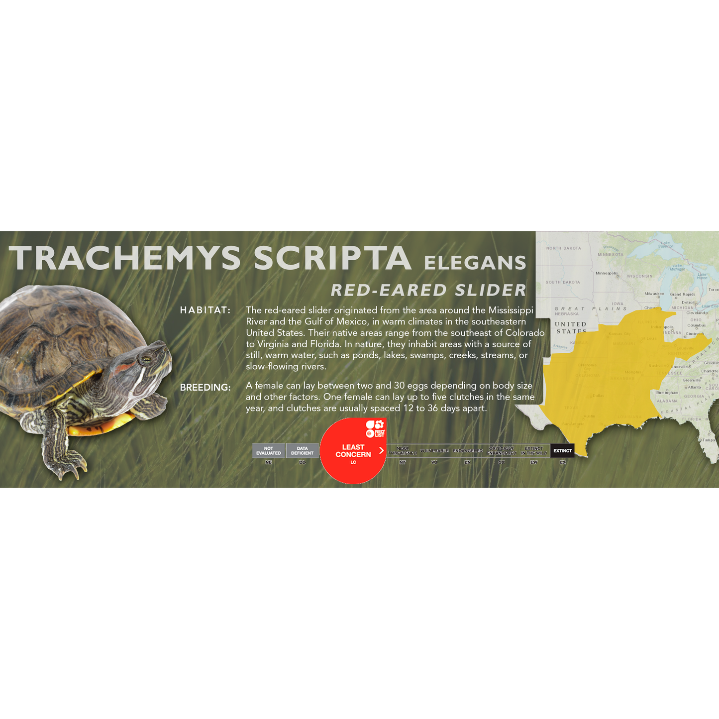 Red-Eared Slider (Trachemys scripta elegans) - Classic Vivarium Label