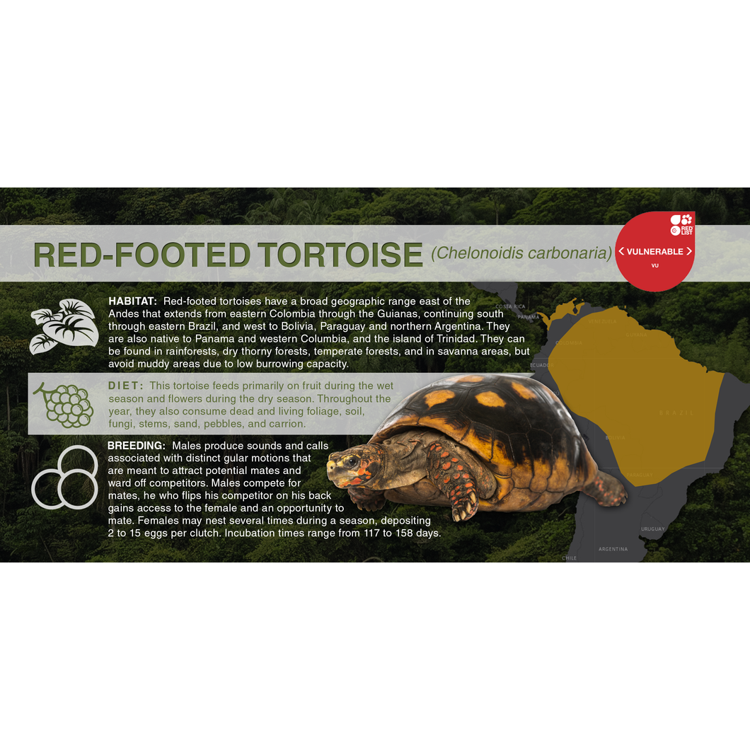 Red-Footed Tortoise (Chelonoidis carbonaria) - Aluminum Sign