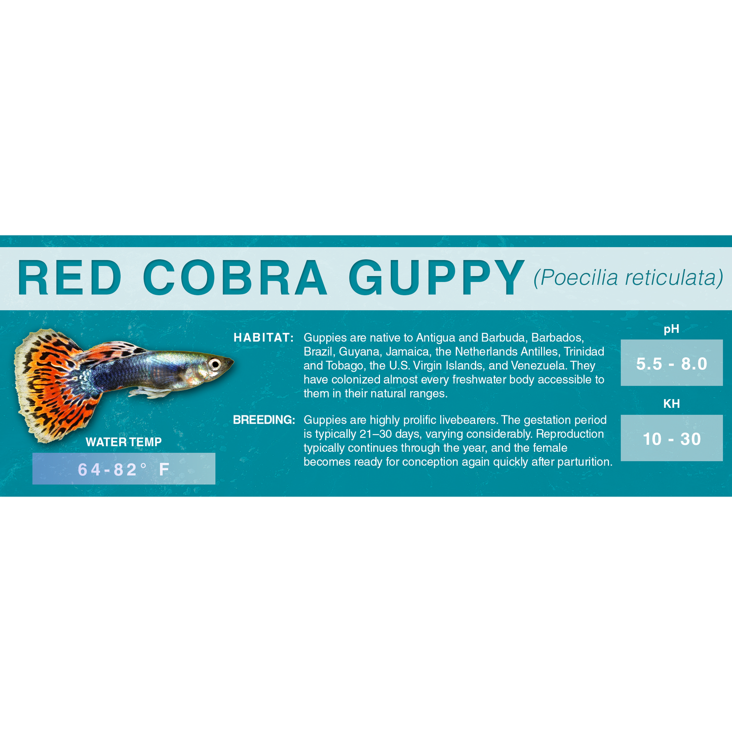 Guppy (Poecilia reticulata) - Classic Aquarium Label