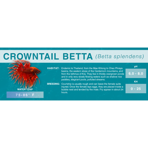 Betta Fish (Betta splendens) - Standard Aquarium Label