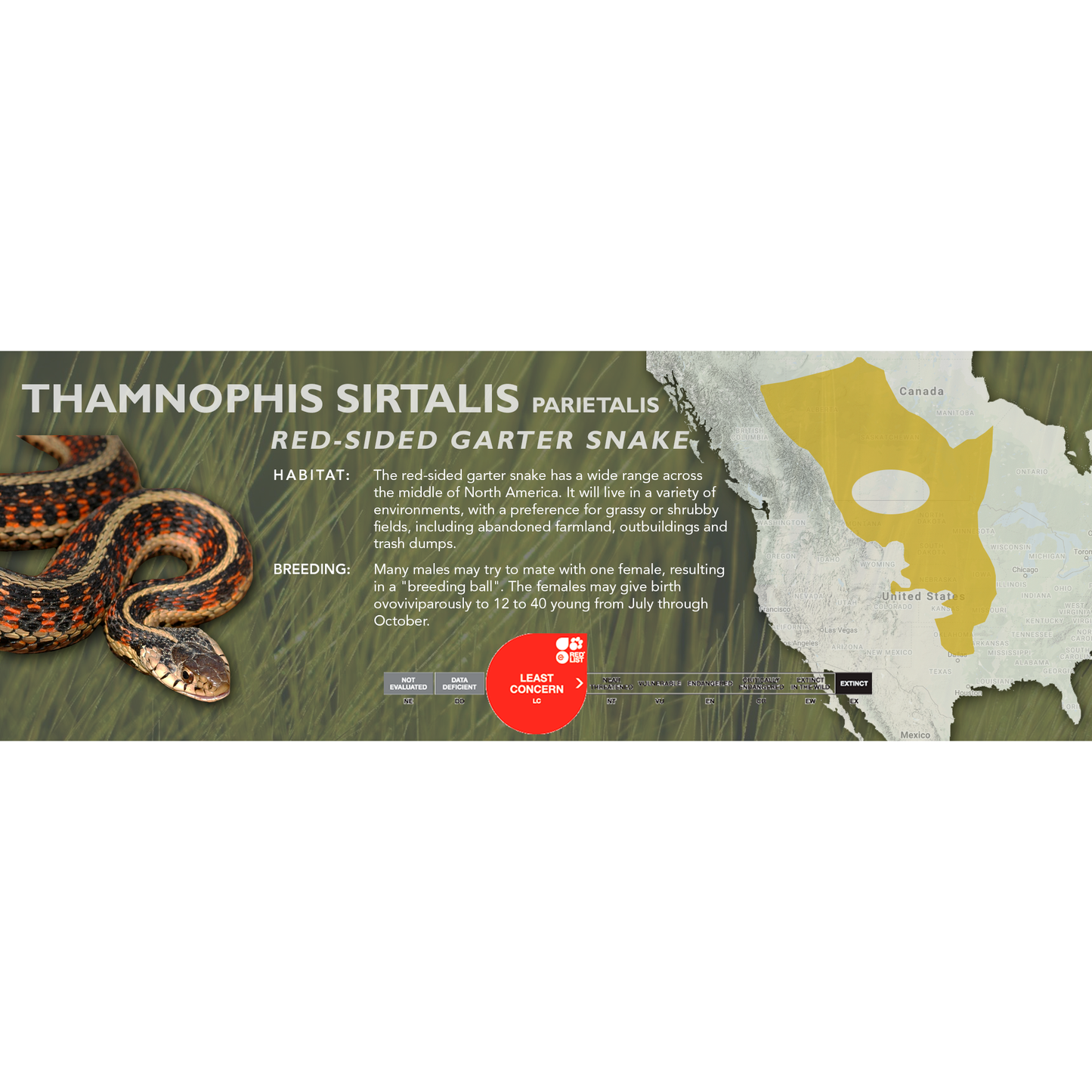 Common Garter Snake (Thamnophis sirtalis) Classic Vivarium Label