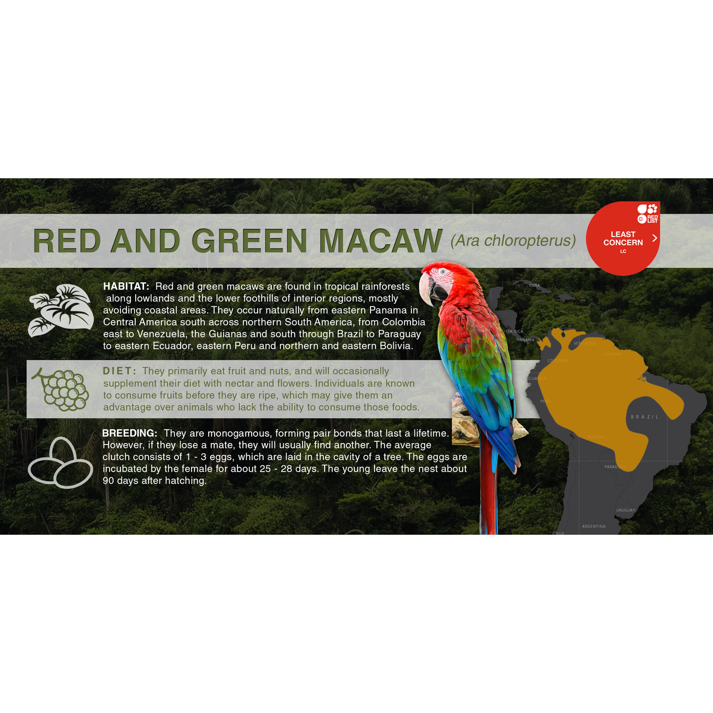 Red and Green Macaw (Ara chloropterus) - Aluminum Sign