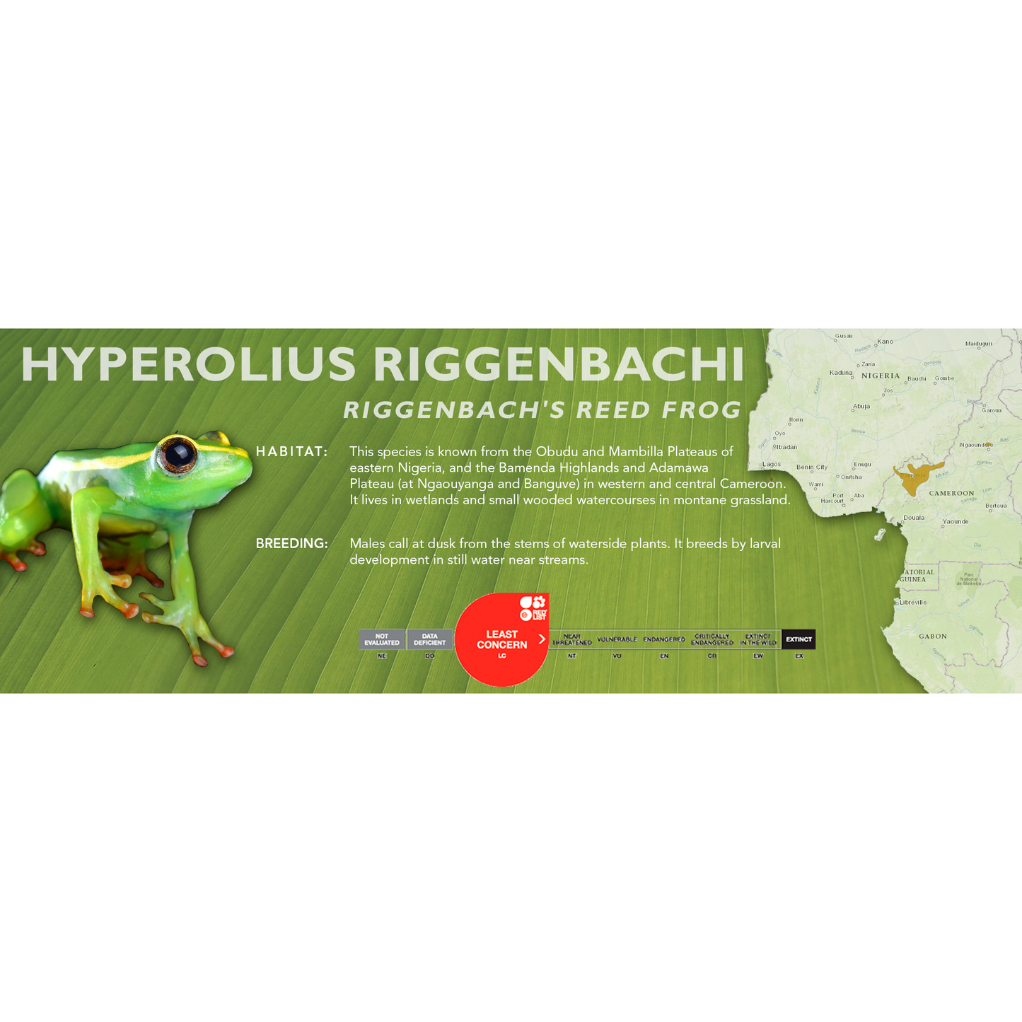 Riggenbach's Reed Frog (Hyperolius riggenbachi) - Classic Vivarium Label