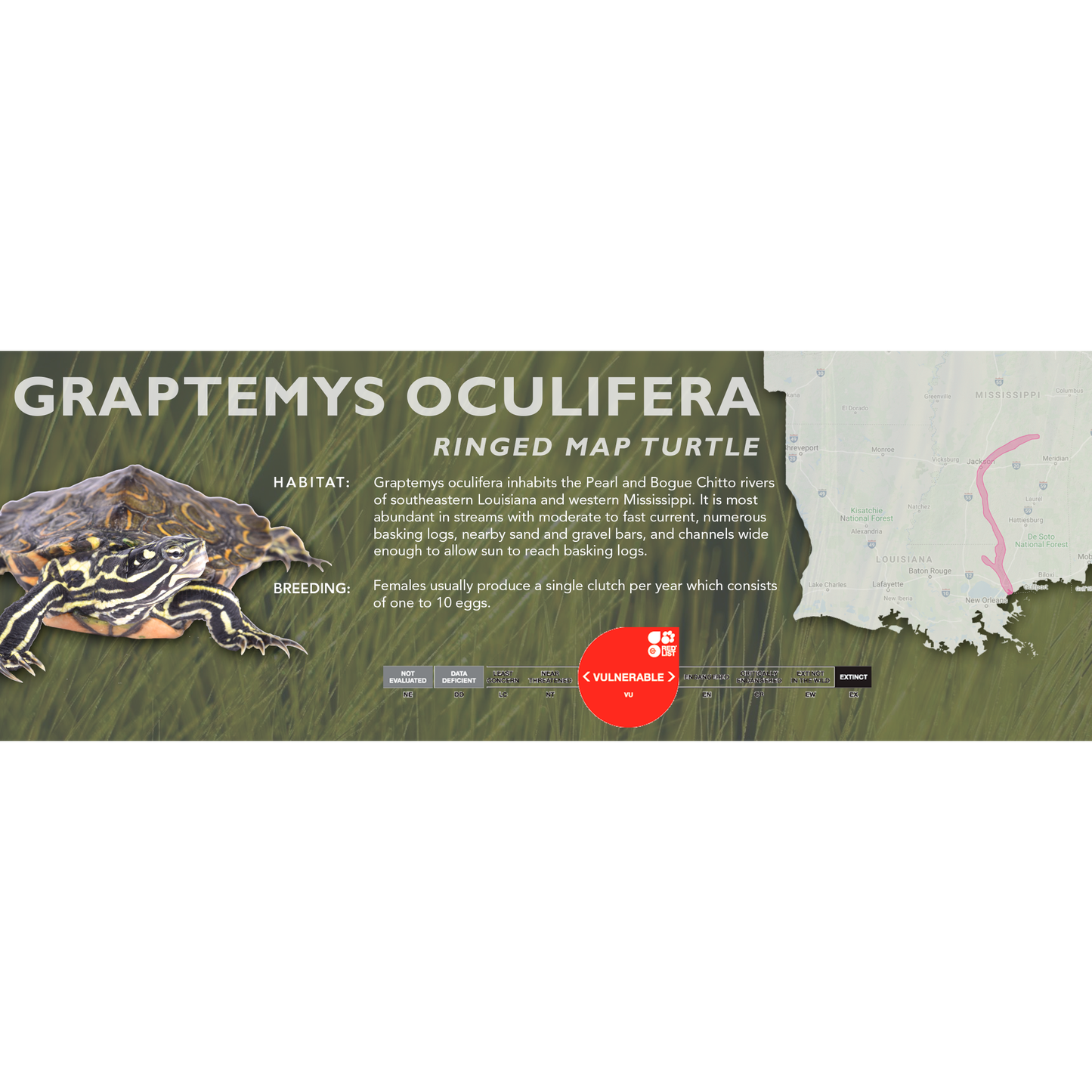 Ringed Map Turtle (Graptemys oculifera) - Classic Vivarium Label
