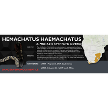 Load image into Gallery viewer, Rinkhal&#39;s Spitting Cobra (Hemachatus haemachatus) Standard Vivarium Label