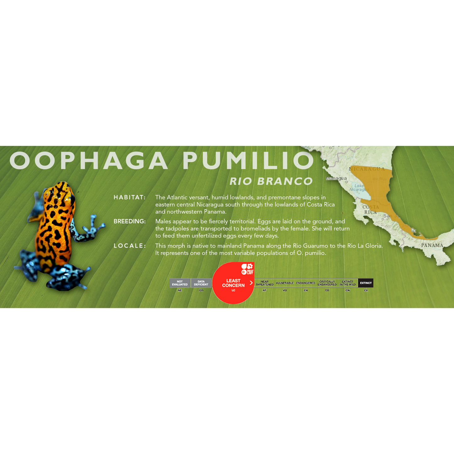 Oophaga pumilio - Classic Vivarium Label