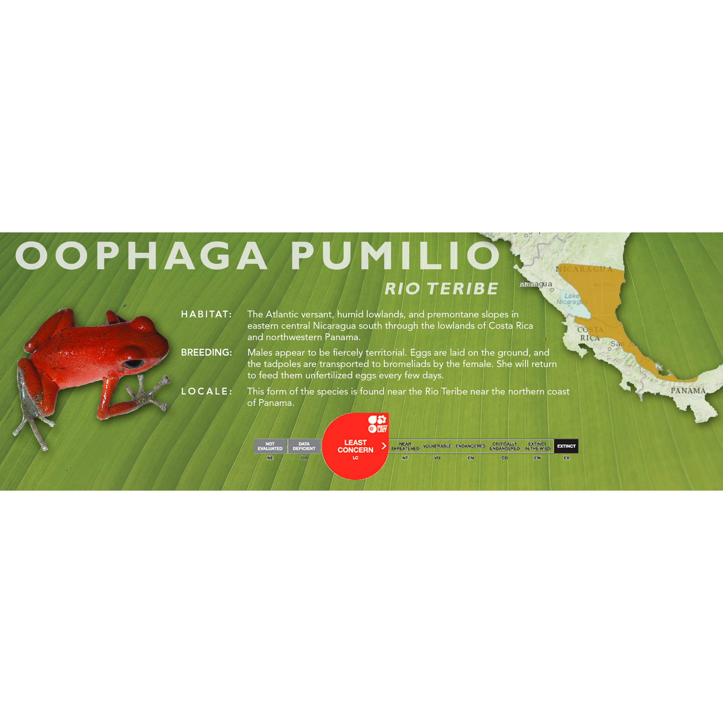 Oophaga pumilio - Classic Vivarium Label