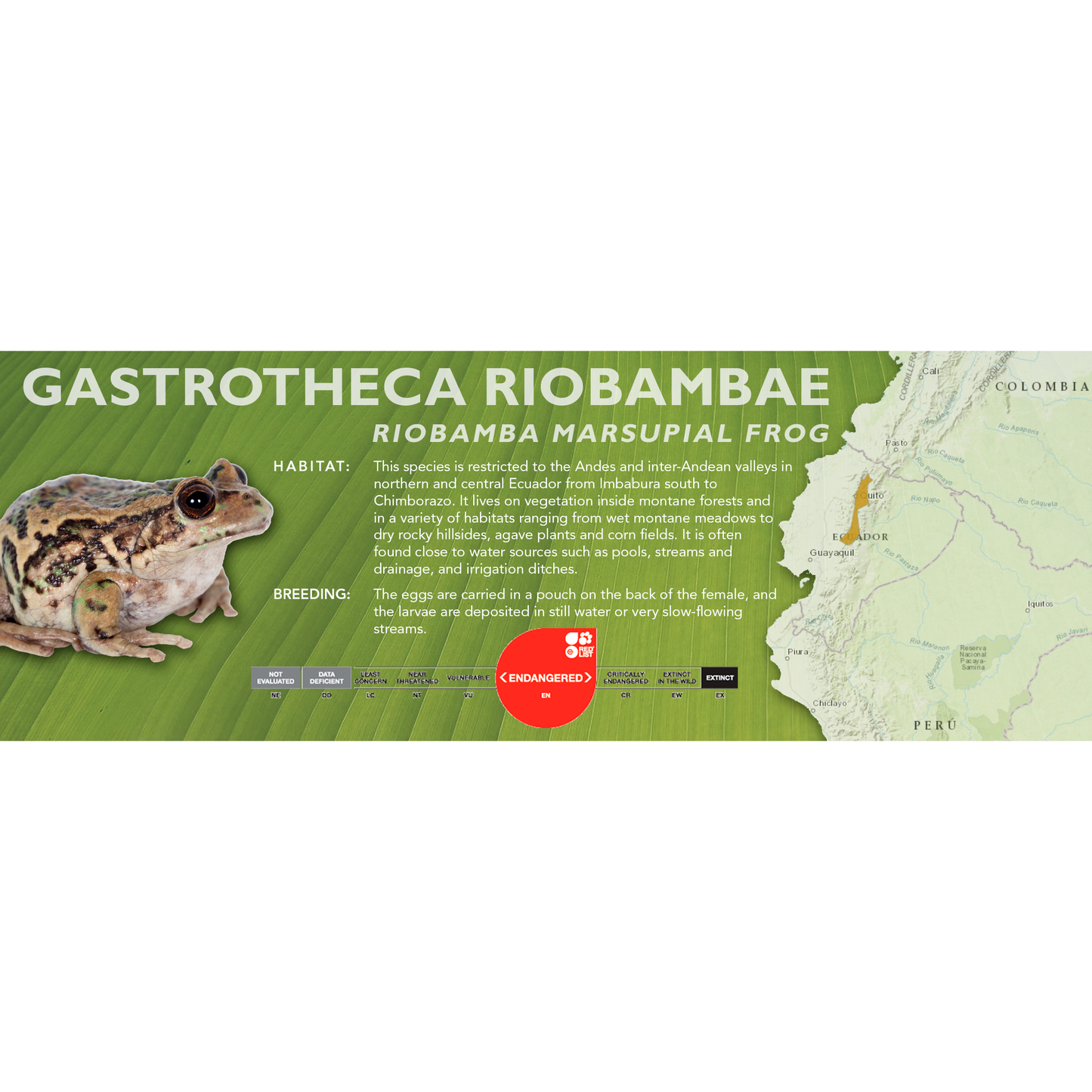 Riobamba Marsupial Frog (Gastrotheca riobambae) - Classic Vivarium Label