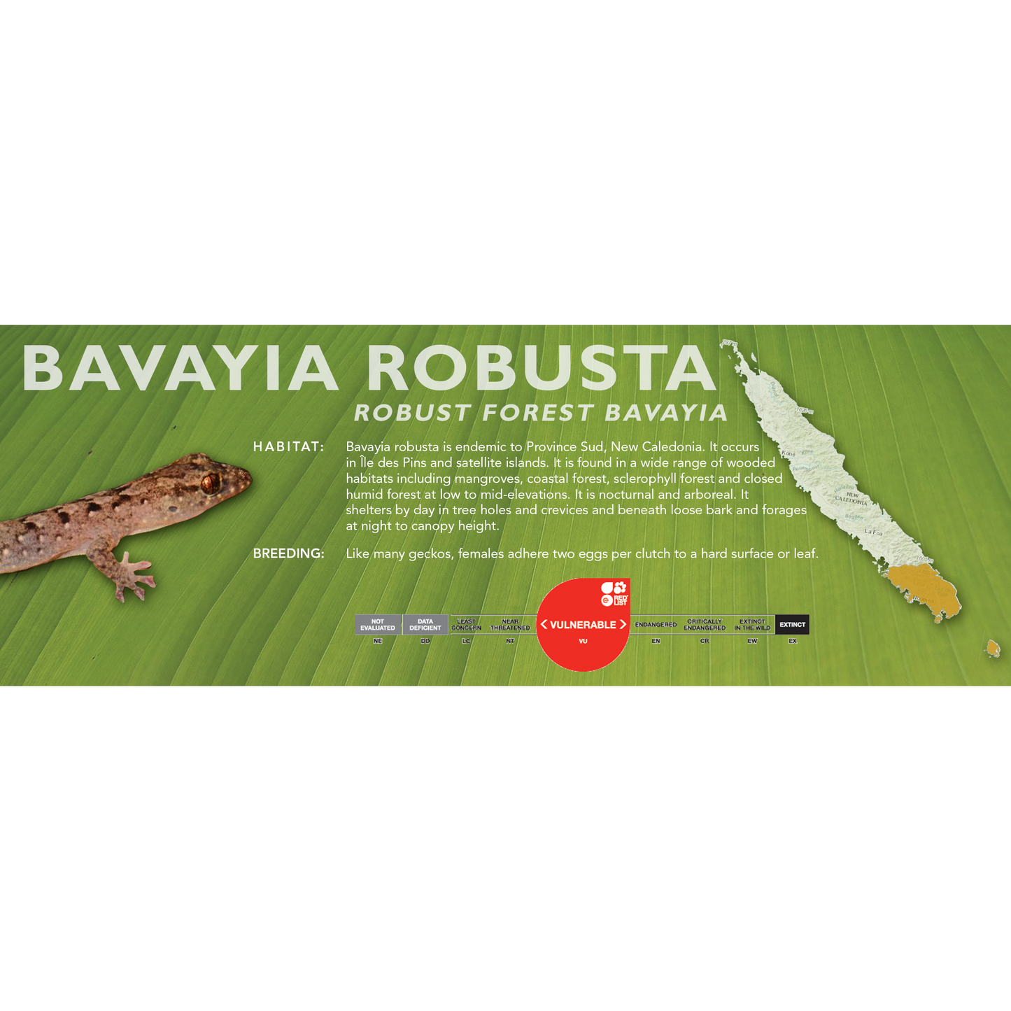 Robust Forest Bavayia (Bavayia robusta) Classic Vivarium Label