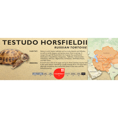 Russian Tortoise (Testudo horsfieldii) - Standard Vivarium Label