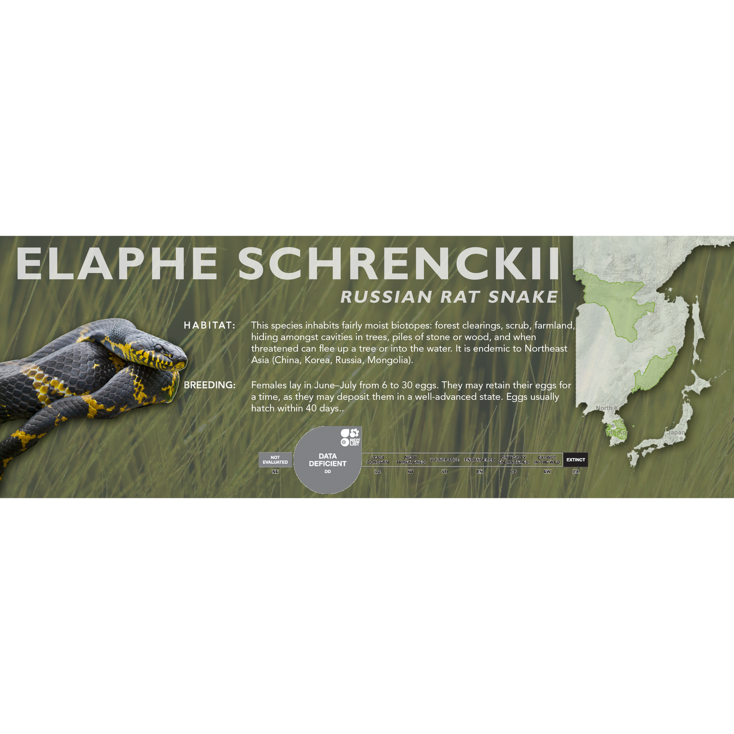 Russian Rat Snake (Elaphe schrenckii) Classic Vivarium Label