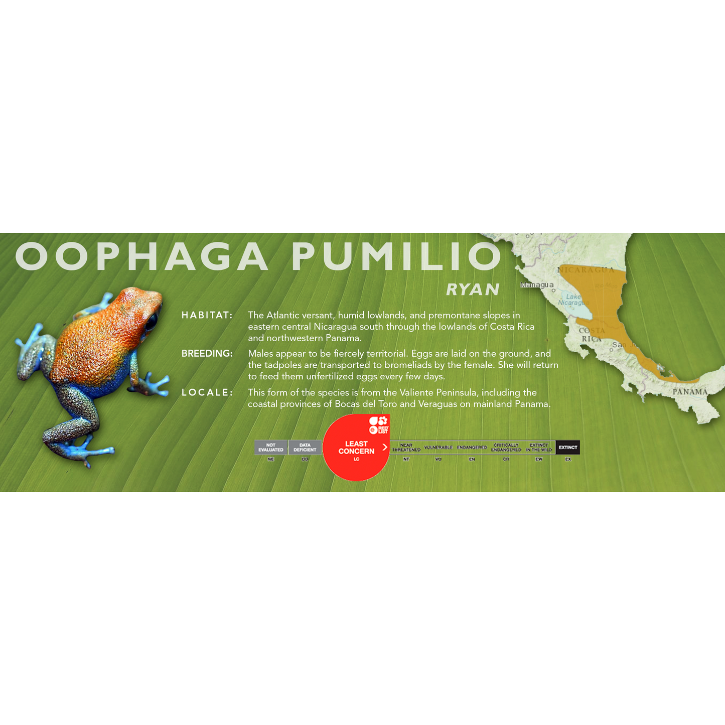 Oophaga pumilio - Classic Vivarium Label